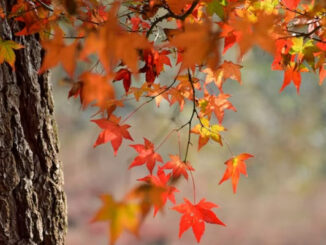 ¿Por qué el otoño afecta a tu ánimo?