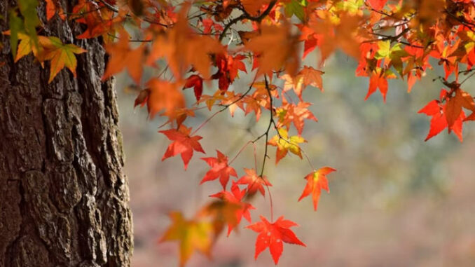 ¿Por qué el otoño afecta a tu ánimo?